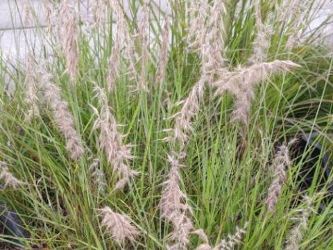 Pennisetum orientale