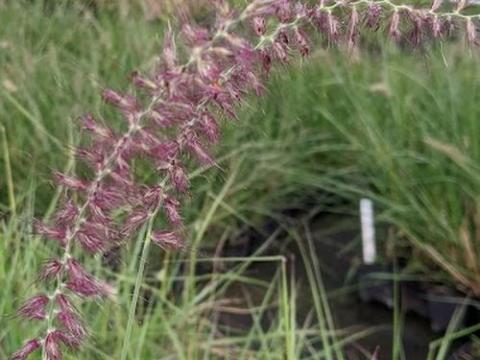 Pennisetum orientale  'Flamingo'