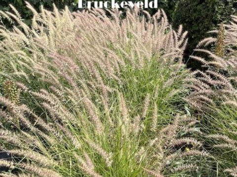 Pennisetum orientale  'Pink'