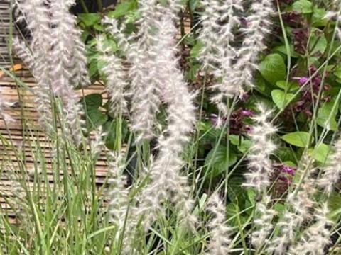 Pennisetum orientale  'White'