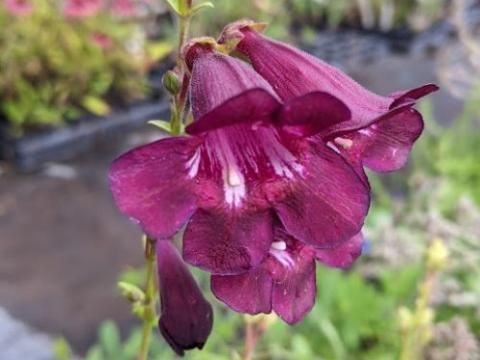 Penstemon 'Raven'