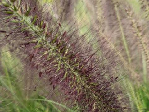 Pennisetum alo. 'Red Head'