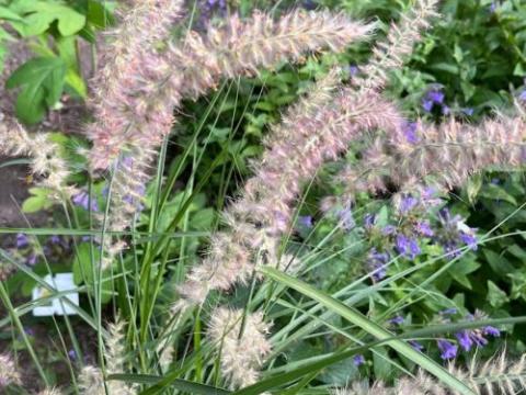 Pennisetum orientale 'Shogun'
