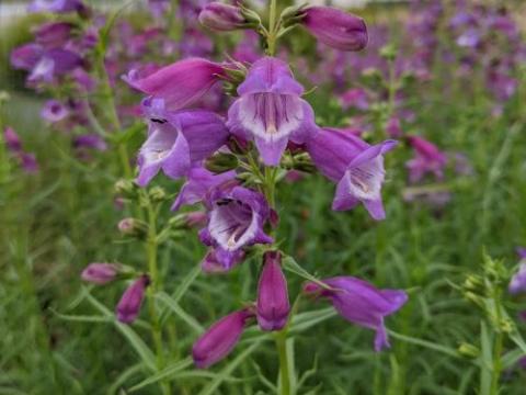 Penstemon 'Sunburst Amethyst'