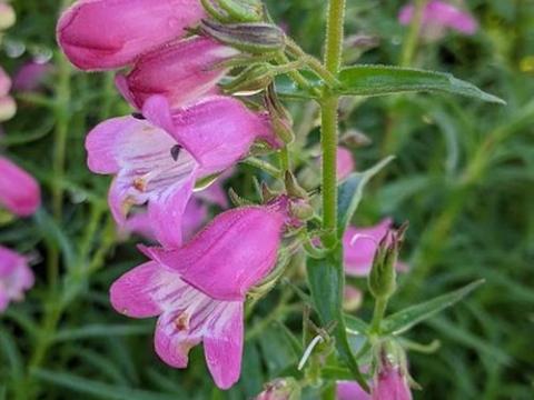 Penstemon 'Sunburst Ruby'