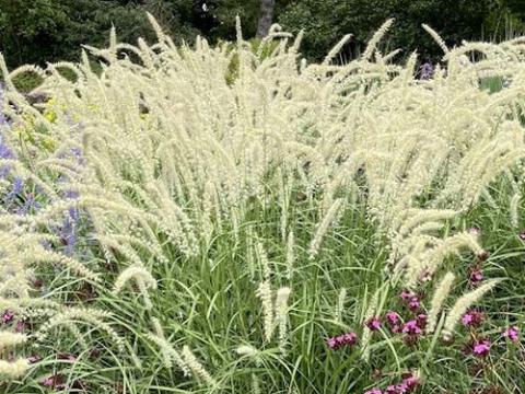 Pennisetum orientale 'Tall Tails'