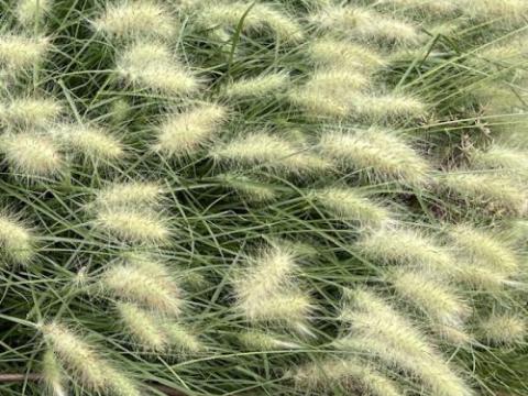 Pennisetum villosum