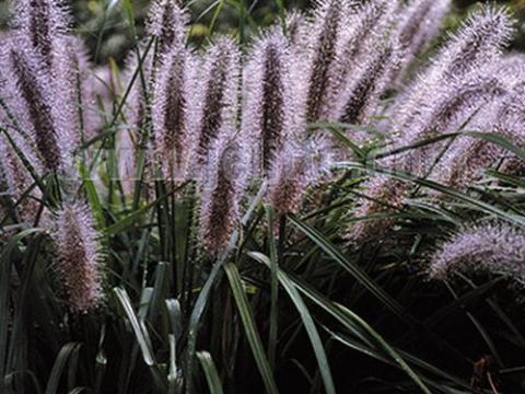 Pennisetum alo. f. viridescens