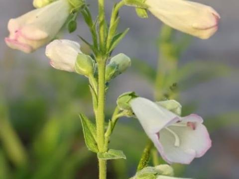 Penstemon 'White Bedder'