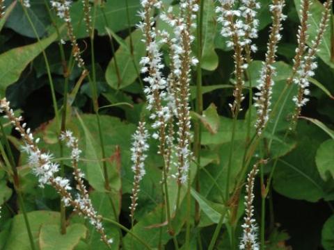 Persicaria amp. 'Alba'