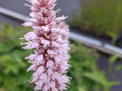 Persicaria bistorta