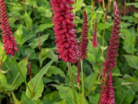 Persicaria amp. 'Blackfield' PBR