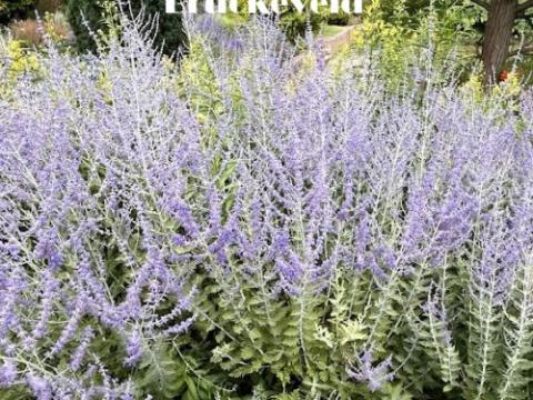 Perovskia atr. 'Blue Spire'