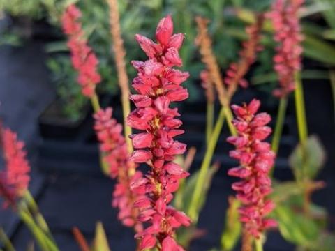 Persicaria amp. 'JS Caliente' PBR