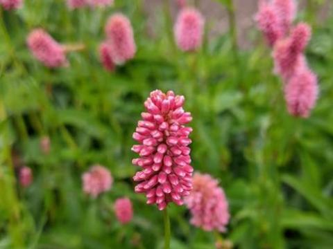 Persicaria bistorta ssp. carnea
