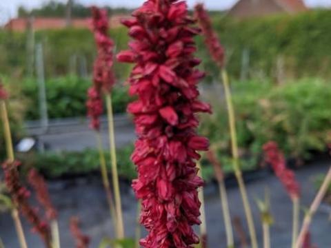 Persicaria amp. 'Fat Domino' PBR