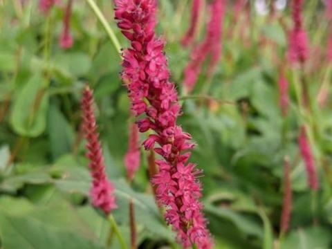 Persicaria amp. 'Firedance'