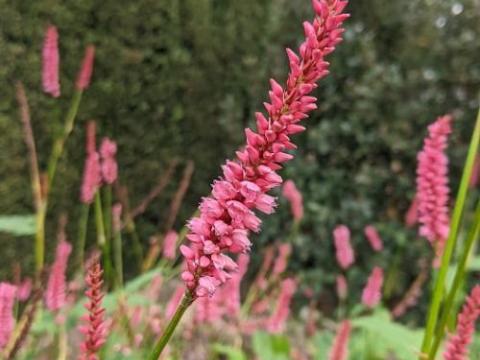 Persicaria amp. 'High Society'