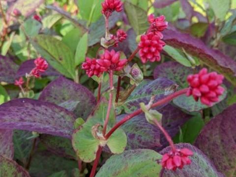Persicaria 'Indian Summer'