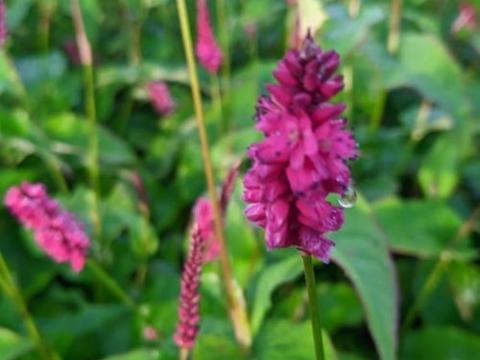 Persicaria amp. 'Lisan'