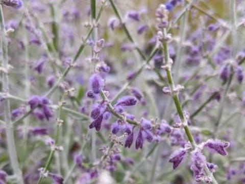 Perovskia atr. 'Little Spire' PBR