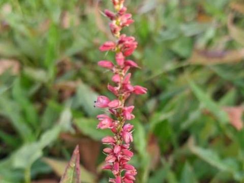 Persicaria amp. 'Orange Field' PBR