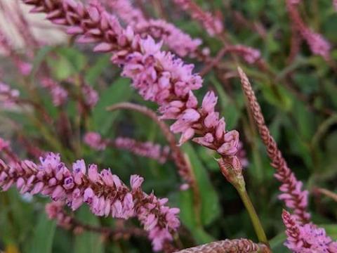 Persicaria amp. 'Pink Elephant' 'PBR