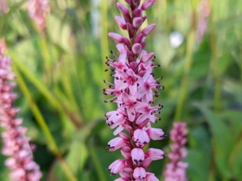 Persicaria amp. 'Rosea'