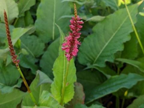 Persicaria amp. 'Speciosa'