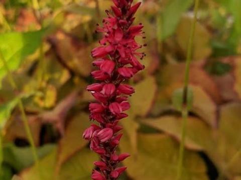 Persicaria amp. 'Summerdance'