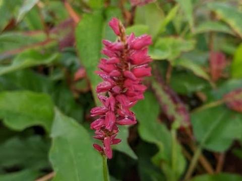 Persicaria amp. 'Taurus'
