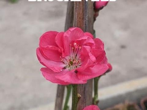 PERZIK  Prunus persica 'Terute Beni'