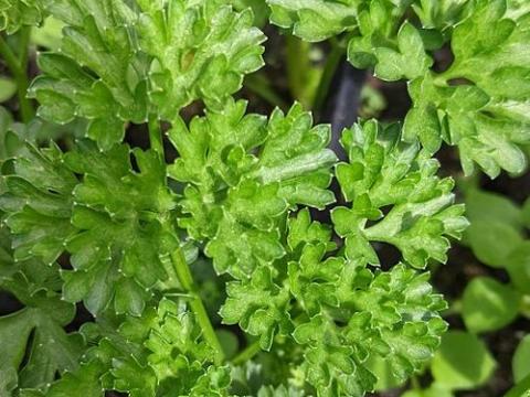 Petroselinum crispum krulpeterselie/ persil frisé