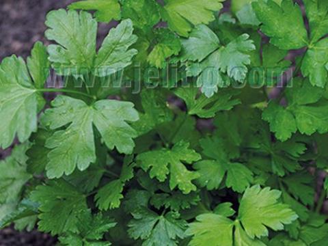 Petroselinum cri. neapolitanum  BLADPETERSELIE