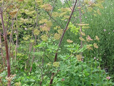 Peucedanum verticillare