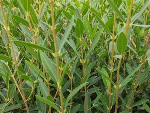 Phillyrea angustifolia