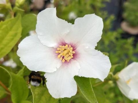 Philadelphus 'Belle Etoile'