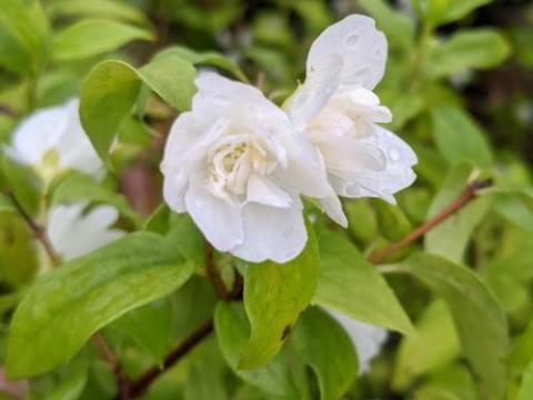 Philadelphus 'Manteau d'Hermine'