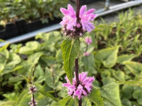 Phlomis tuberosa 'Amazone'