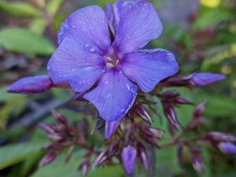 Phlox Pan. 'Blue Boy'