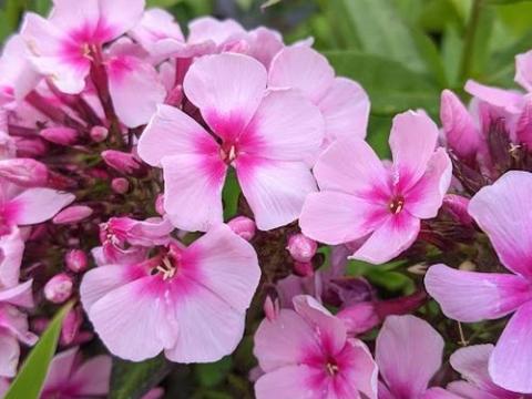 Phlox Pan. 'Bright Eyes'
