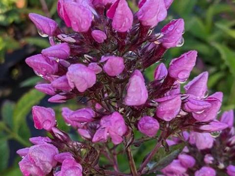 Phlox Pan. 'Butonik'