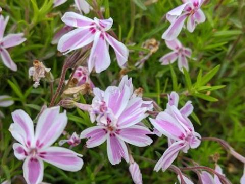 Phlox Sub. 'Candy Stripes' (Mikado)