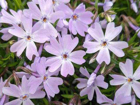 Phlox Sub. 'Emerald Cushion' Blue'