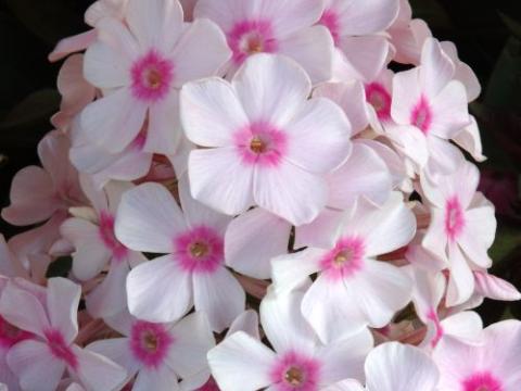 Phlox Pan. 'Graf Zeppelin'