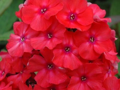 Phlox Pan. 'Orange Perfection'