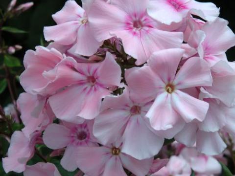 Phlox Pan. 'Rosa Pastell'