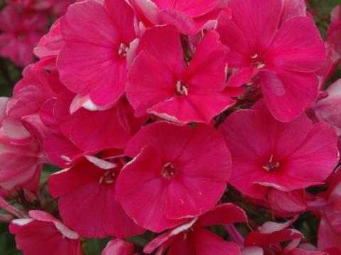 Phlox Pan. 'Tenor'