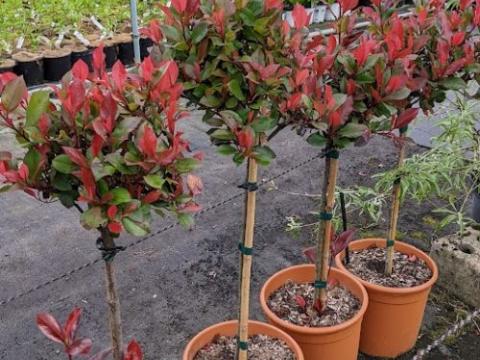 Photinia fraseri 'Carré Rouge' halfstam (Mandarino)