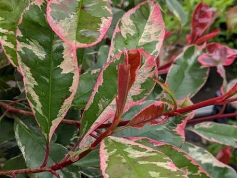 Photinia fraseri   'Louise'